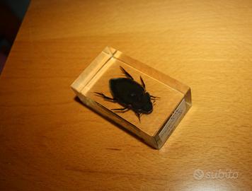 scarabeo acquatico da collezione