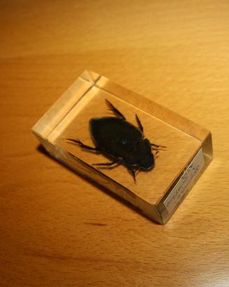scarabeo acquatico da collezione
