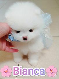 Spitz tedesco nano (100%pomerania)