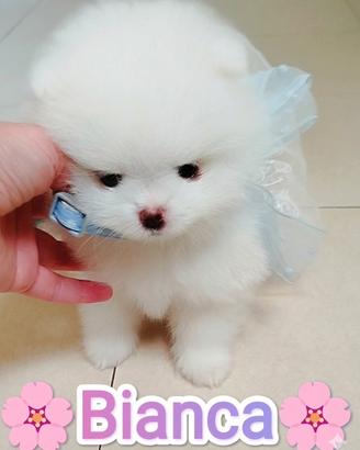 Spitz tedesco nano (100%pomerania)