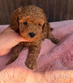 Dior maltipoo cucciolo