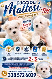 cuccioli di maltese Toy con pedigree 