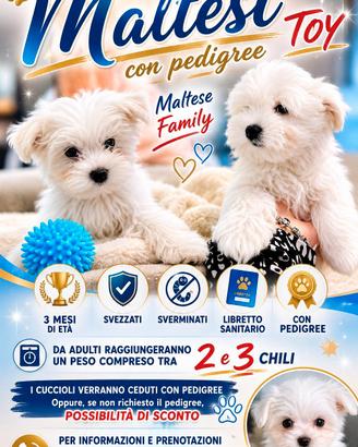 cuccioli di maltese Toy con pedigree 