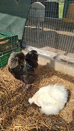 Coppia moroseta SILKIE cs