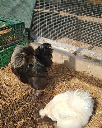 Coppia moroseta SILKIE cs