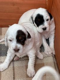 Cuccioli di setter inglese