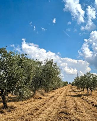 Terreno di 40 olivi in frutto 