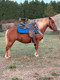 Cavalla