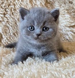 British shorthair blu e lilac con pedigree