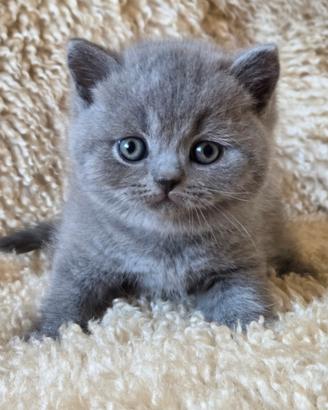 British shorthair blu e lilac con pedigree