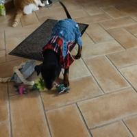 Maschietto e femminuccia di pincher