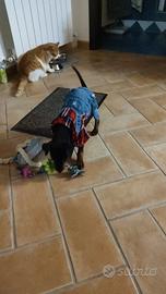 Maschietto e femminuccia di pincher