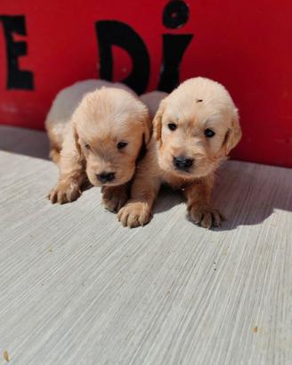 Golden Retriever con pedigree ENCI