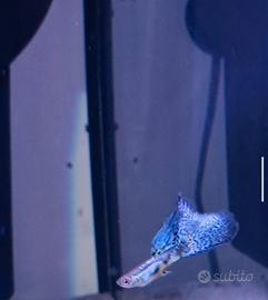 Giovani esemplari di Guppy Blue Grass Glass