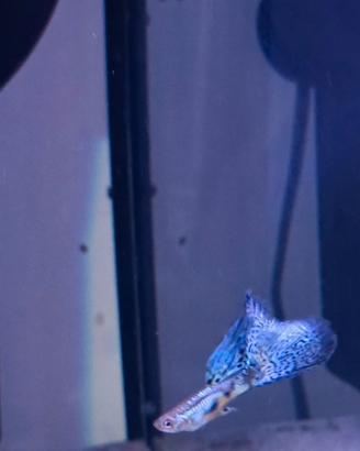Giovani esemplari di Guppy Blue Grass Glass