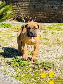 Cane Corso Fulva