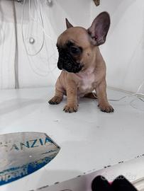 Disponibile cucciola di bulldog francese