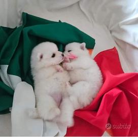 Cuccioli di volpino italiano