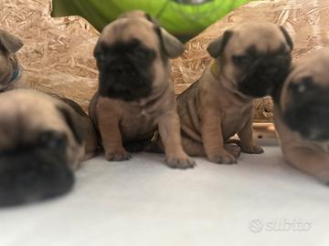 Bulldog francesi BELLI E SANI