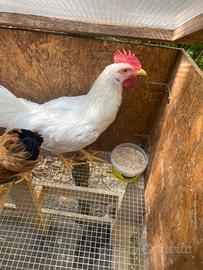 Gallo livornese
