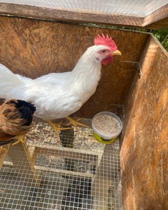 Gallo livornese