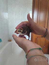 Quaglie jumbo
