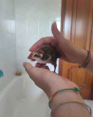Quaglie jumbo