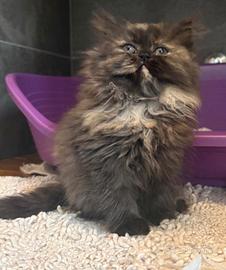 Cucciola di persiano