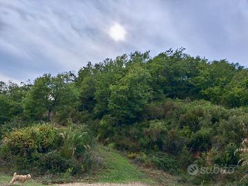 Terreno agricolo con fabbricati Malito ( cs)