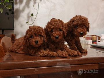Barboncino toy cuccioli