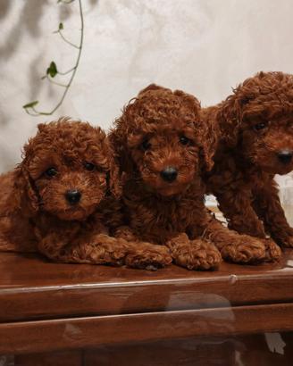 Barboncino toy cuccioli