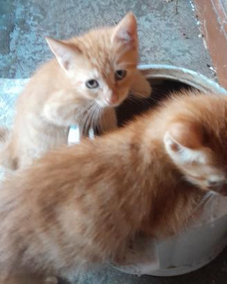 cuccioli di gatto
