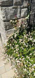 progetto di giardini