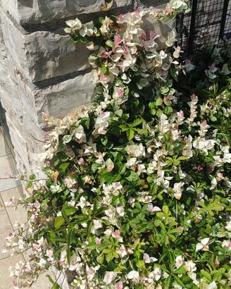 progetto di giardini