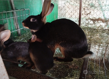 Coniglio lepre Belga