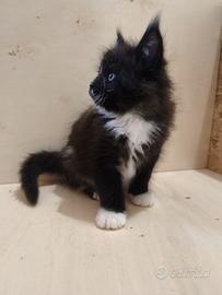 MAINE COON maschio