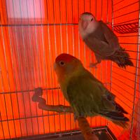 Covata di' inseparabili se vuoi puoi pren. Ora