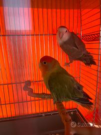 Covata di' inseparabili se vuoi puoi pren. Ora