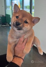 Cuccioli Shiba Inu graziosissimi