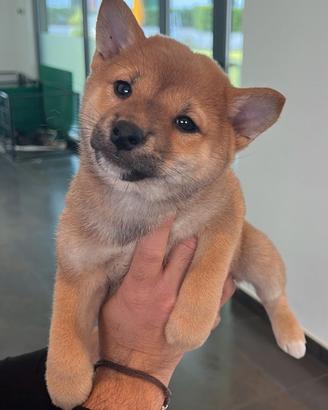 Cuccioli Shiba Inu graziosissimi
