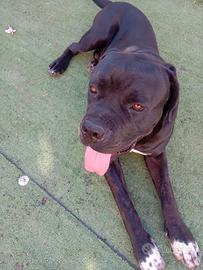 Cane corso purissimo