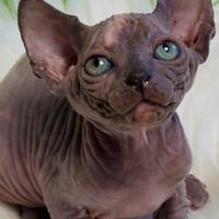 Nido d'amore per piccoli sphynx