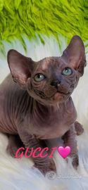 Nido d'amore per piccoli sphynx