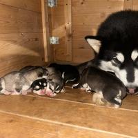 Cuccioli Alaskan Malamut