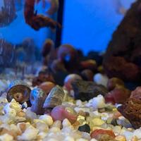 Lumache planorbarius acquario