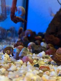 Lumache planorbarius acquario