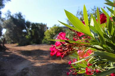 CASA DI CORTE A CAROVIGNO