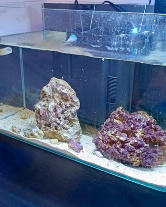 Acquario 40x25x25