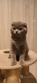 Scottish fold & stright