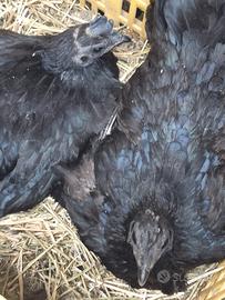 Pulcini cemani in purezza